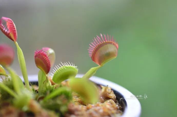 驱蚊草真的可以驱蚊子吗,驱蚊草能治蚊虫吗