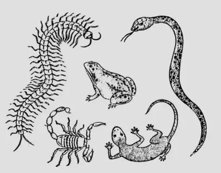 五毒之一的蜈蚣为什么怕公鸡,为什么五毒之一的蜈蚣会害怕公鸡