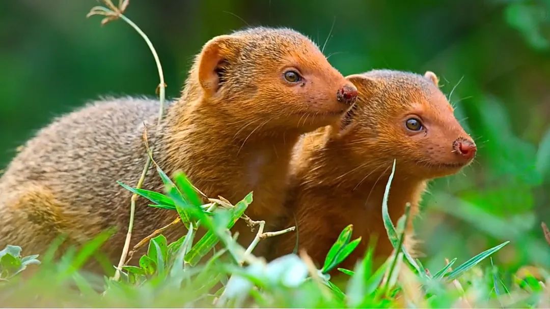 豆瓣9.6！娃刷到停不下来，还能看出人生大道理