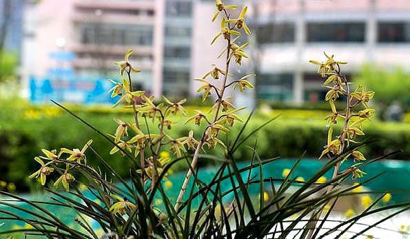 养兰花施肥,养兰花用什么肥料养最合适呢