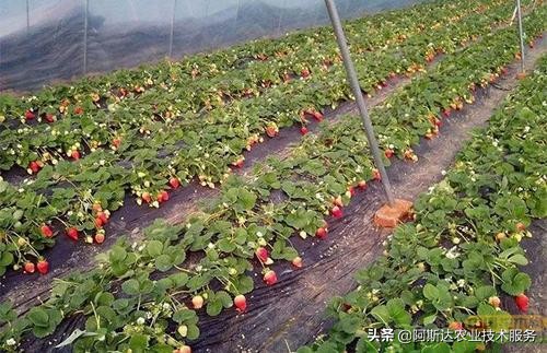 草莓定植缓苗有讲究,草莓定植需要施肥吗