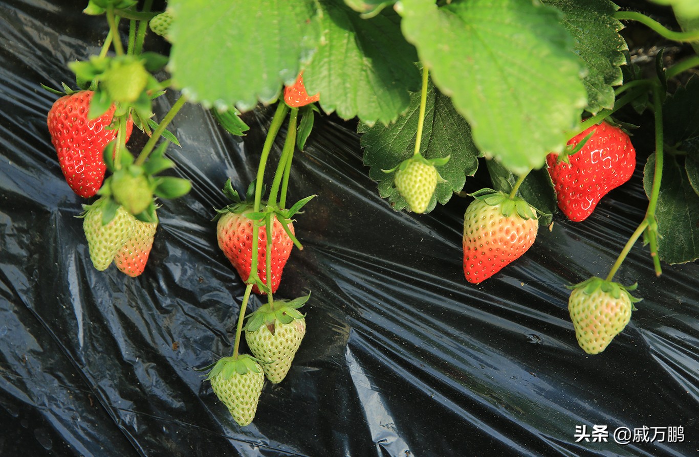 辽宁丹东东港草莓基地联系电话,辽宁丹东东港草莓种植基地