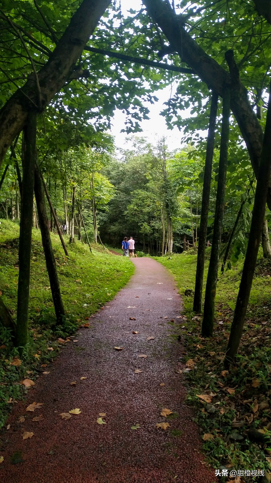 峨眉山七里坪周边旅游攻略,七里坪远看峨眉山金顶