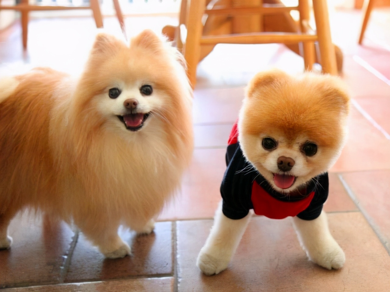 博美犬吃什么牌子狗粮好一点,博美犬吃哪个牌子狗粮比较好