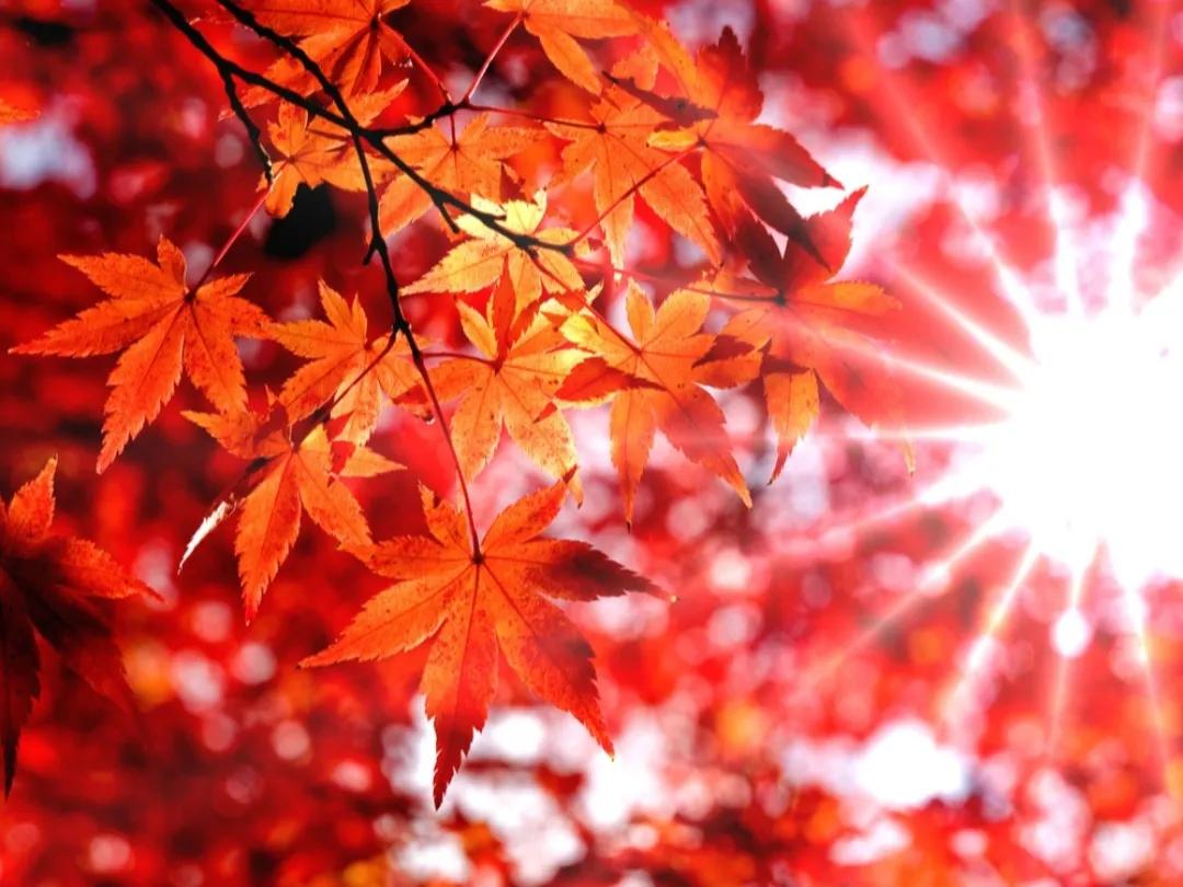红的绚烂,黄的璀璨,秋叶静美,知多少?