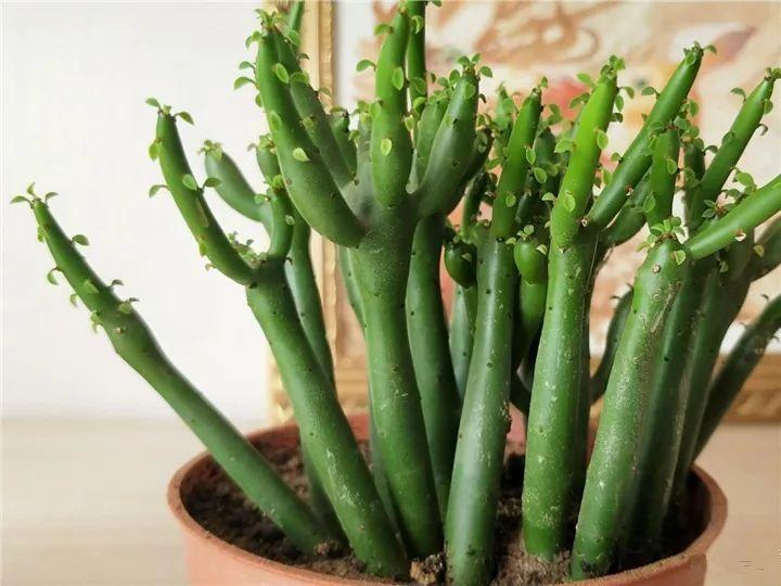 什么多肉夏天也可以继续生长,教你十大多肉养护技巧