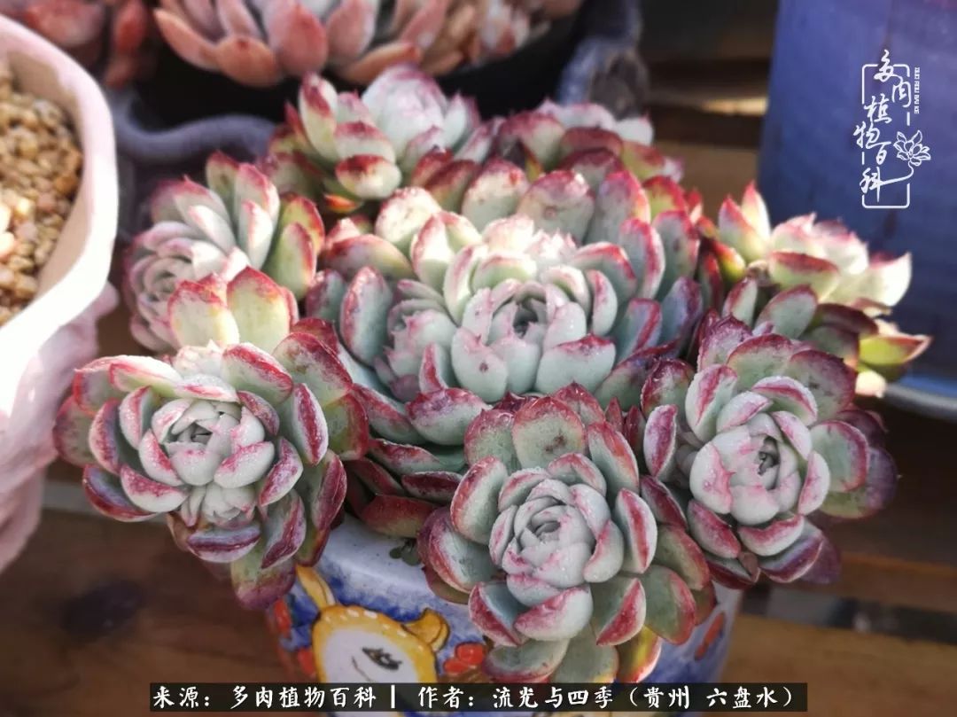 养多肉这几点新手必要知道,在养多肉的路上越走越远