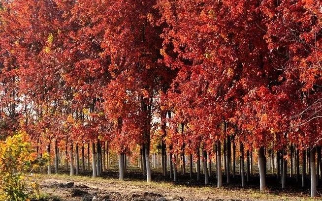 昌平最美的秋景在哪里,北京最美的秋景赏叶胜地香山公园