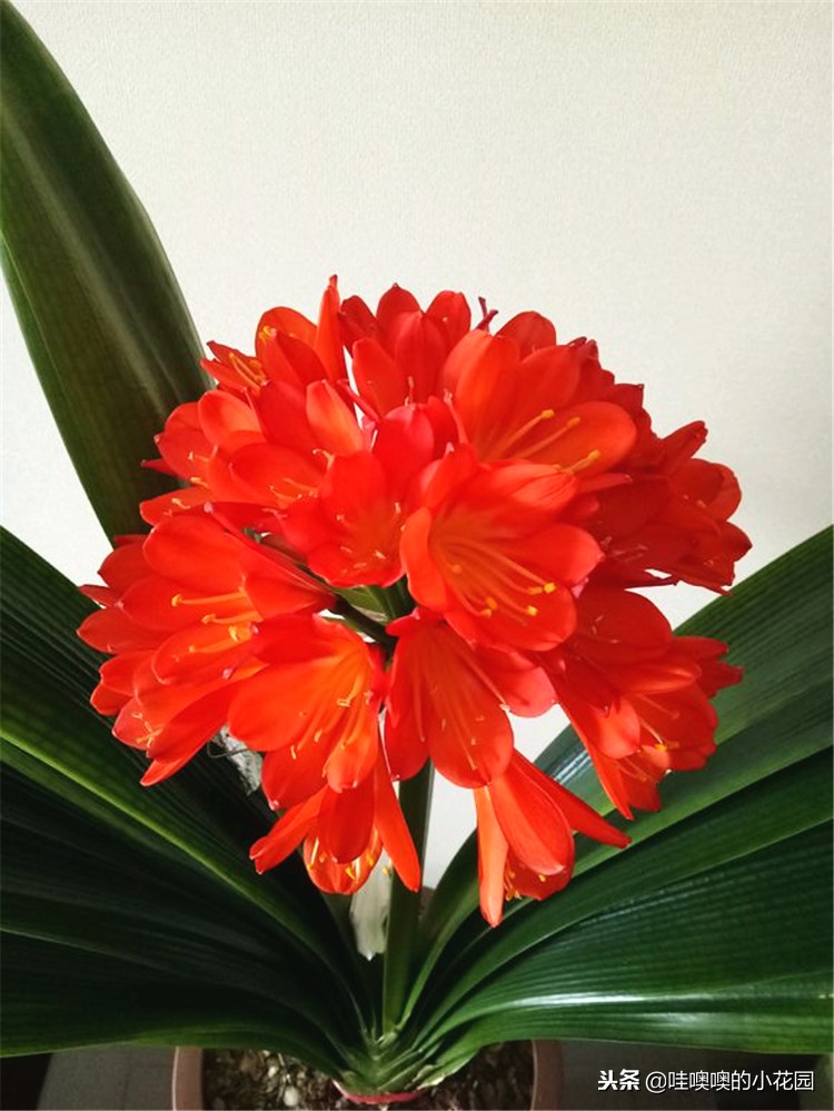 君子兰怎样浇水才能不烂根,养君子兰注意3点叶片肥厚不黄叶