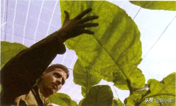 rcep目前签了哪几个国家,rcep签了日本车会便宜多少