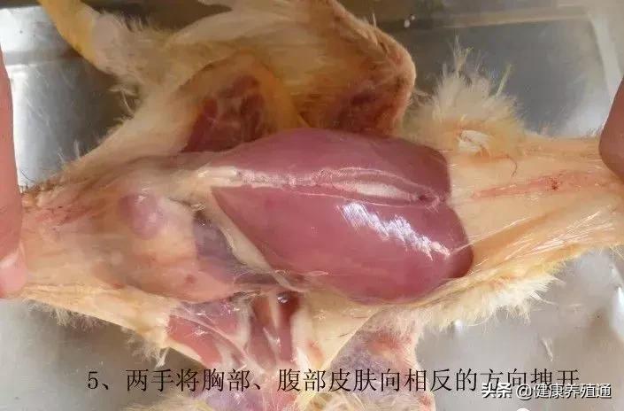 家禽与家禽解剖的不同点,家禽疾病诊断及解剖步骤