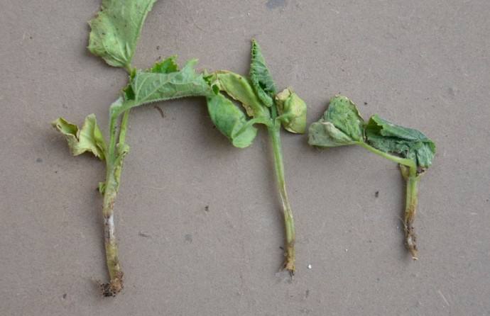 西瓜立枯病用什么方法治疗,西瓜立枯病的症状和治疗方法