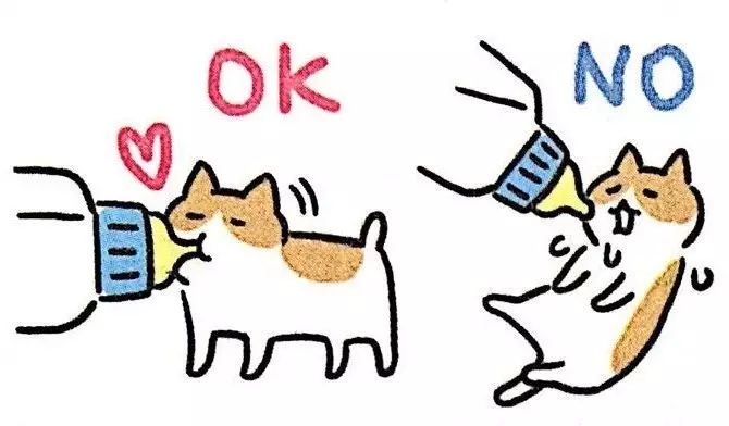 新手如何照顾小奶猫,怎么样照顾一个月左右大的小奶猫