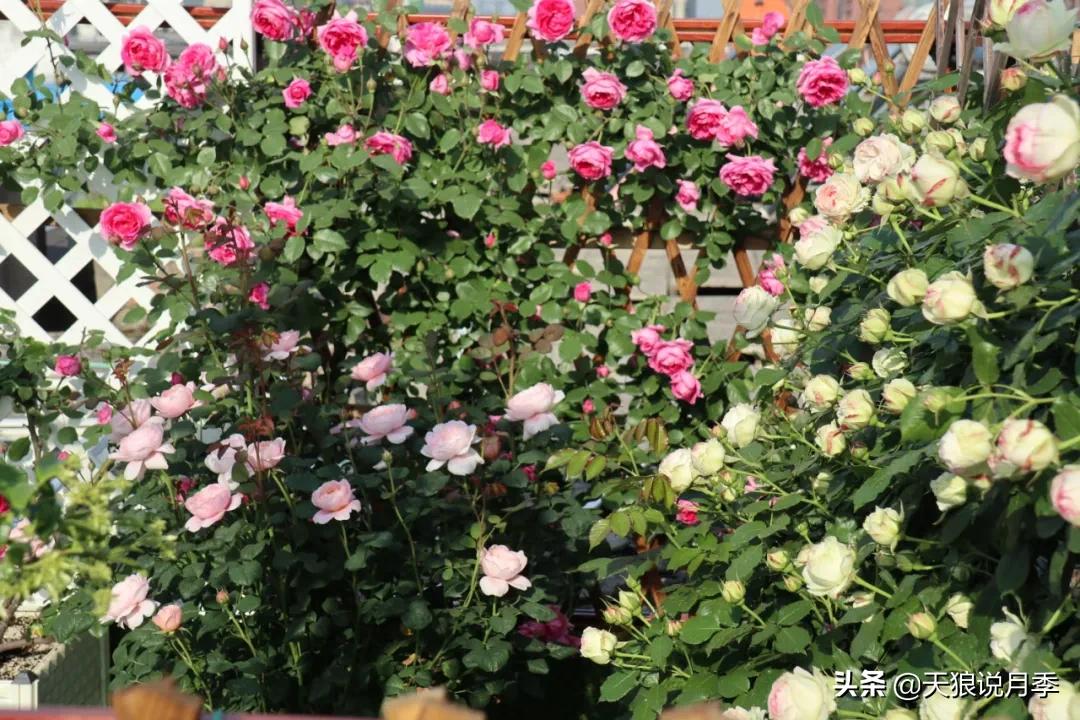 花友家的春花都开爆爆爆了，快来云赏花！（上）