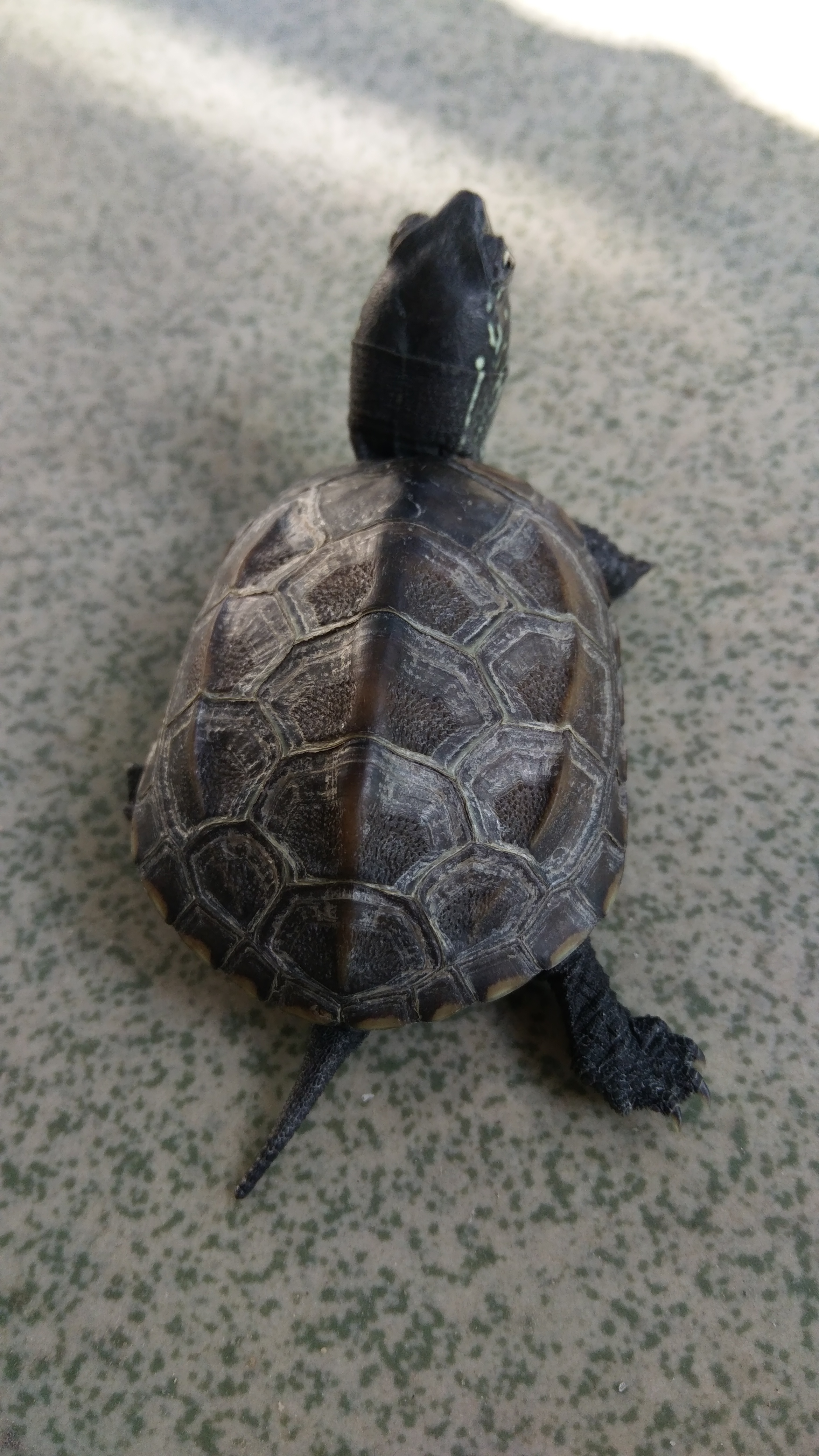 那些年我们一起养过的绿植,那些年我们一起养过的狗子