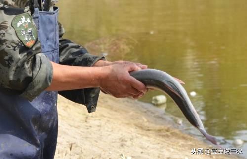 渔民捕鱼怎么赚钱,农村小伙捕鱼一天赚多少钱