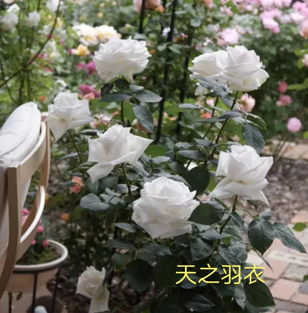 2020年木村卓功月季新品,木村卓功的月季都比较耐阴吗