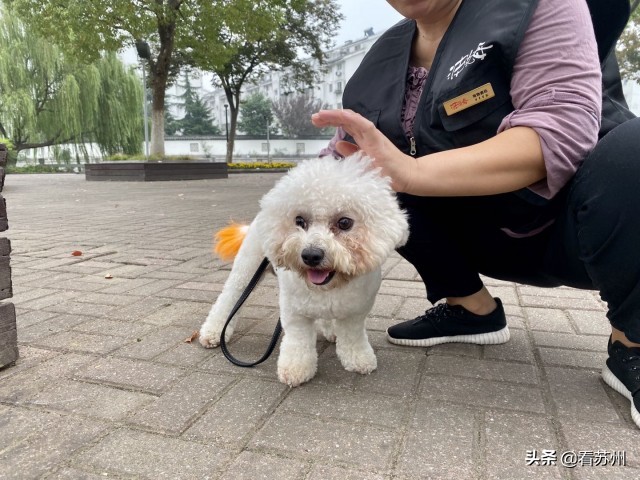 戴LV项圈、吃进口零食、住定制宾馆，网友：活得不如狗