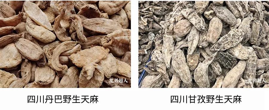 安徽道地药材天麻,天麻的道地药材