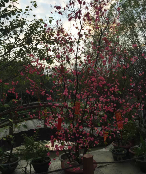 越南芽庄旅游攻略英文,越南旅游攻略芽庄跳伞