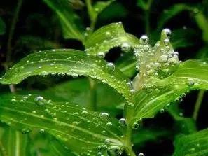 姘寸敓妞嶇墿鑺卞効,姘寸敓妞嶇墿缁挎