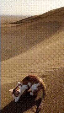 捡到了u盘里面会有什么,捡到一个u盘还好没有用