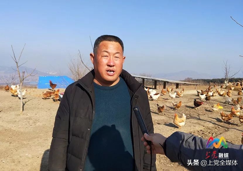 荒山林下养鸡真实案例,农村山坡笼养鸡的养殖方法