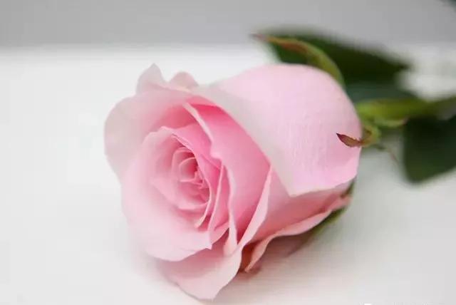 100种玫瑰图片大全,介绍100种不同品种的玫瑰视频