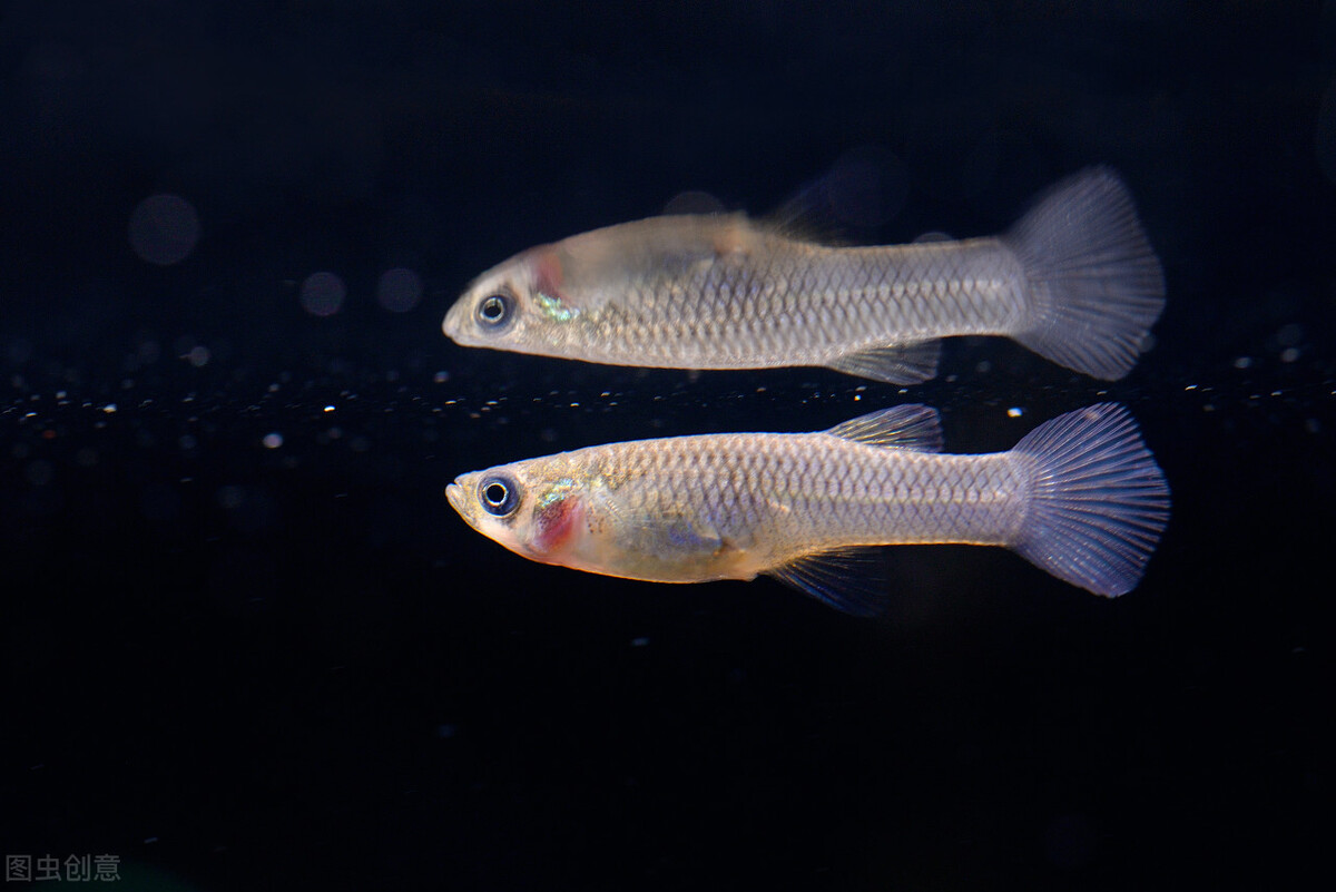 当年我国引进“大肚鱼”用来灭蚊,后来不小心泛滥,如今怎样了?