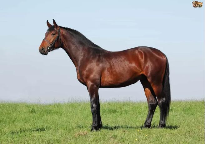 世界十大马品种排名,世界上最贵的马纯种