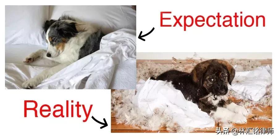 动物饲养人承担无过错责任,养宠物需要规避什么