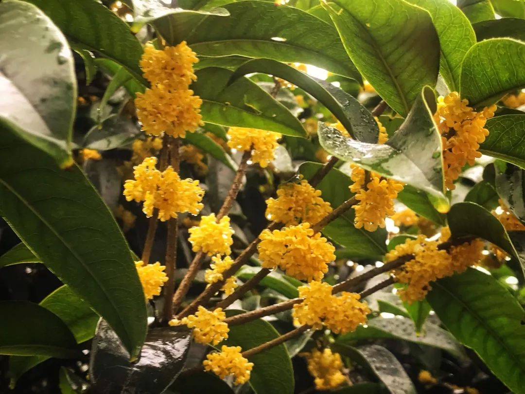 烟雨中的桂林旅行,回忆2018桂林游