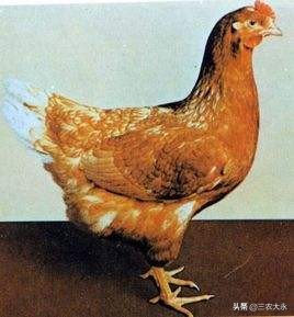你知道鸡为什么会飞,你知道鸡为什么会抱窝吗