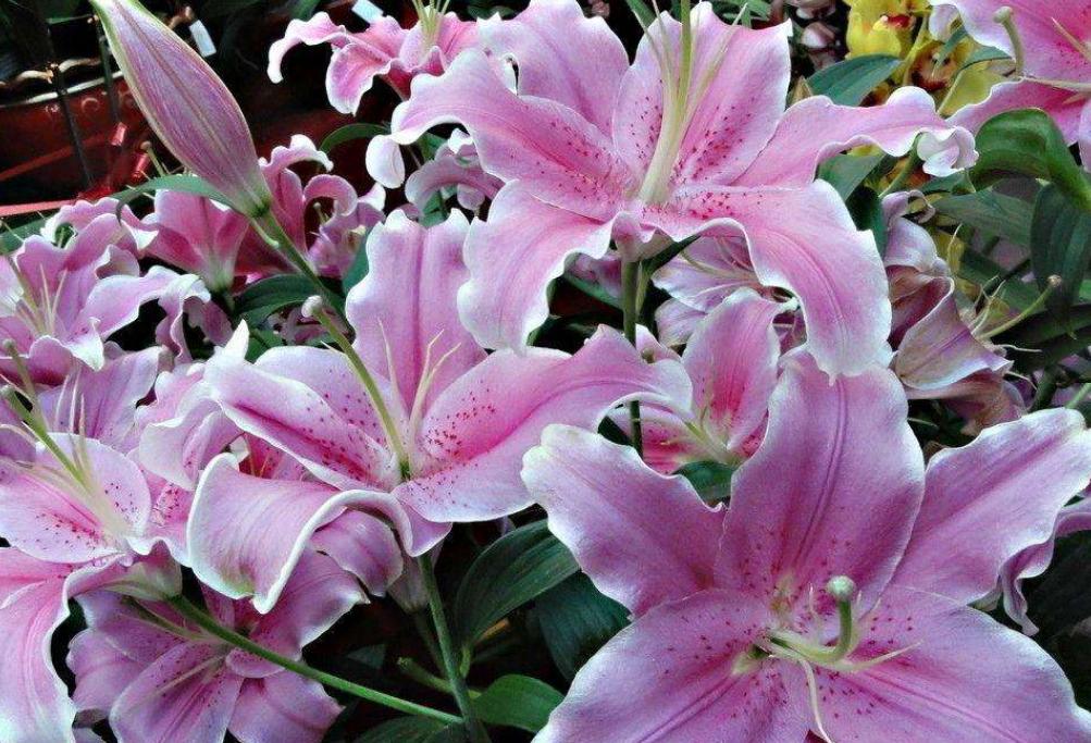 百合花有点枯萎要怎样养护,百合花栽得太密了怎么办