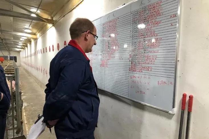 三元母猪怎么配出来的,三元母猪配什么猪精最好