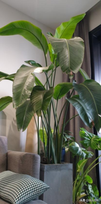 武汉养花技术哪里培训,北京养花小技巧