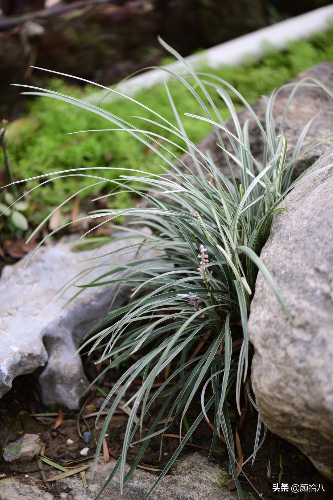 花园里的银边麦冬太好看，竟然被偷了|园丁