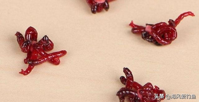 冬季钓鱼怎么使用红虫饵料,钓鱼大板鲫怎么挂饵视频