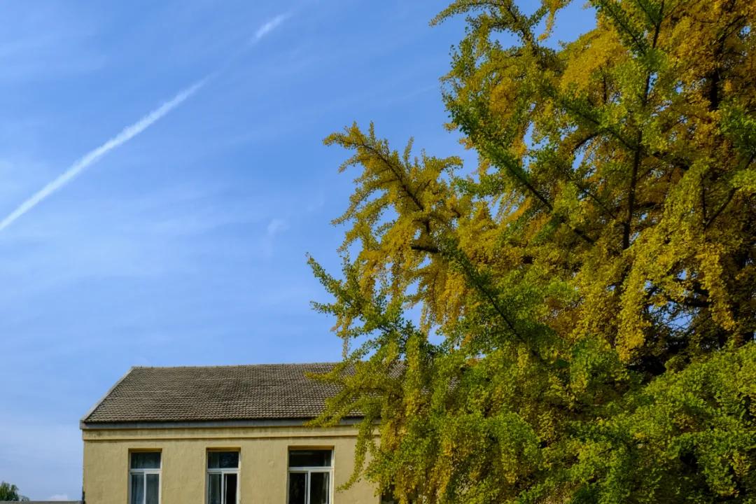 醉美大工秋|读书不觉已秋深，____________