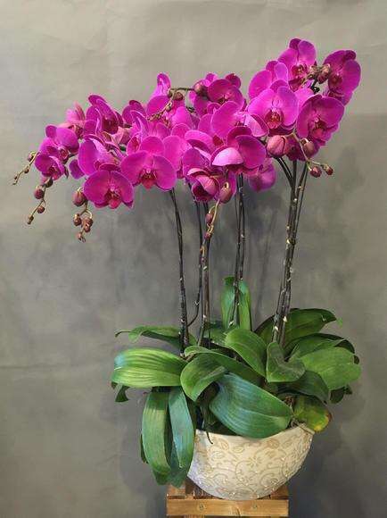养蝴蝶兰记住这几点,养蝴蝶兰花有什么技巧