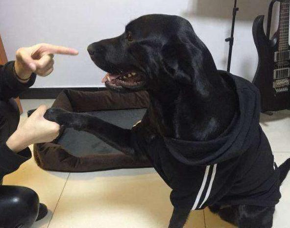 养狗的20大坏处视频,养狗黑背值得养吗