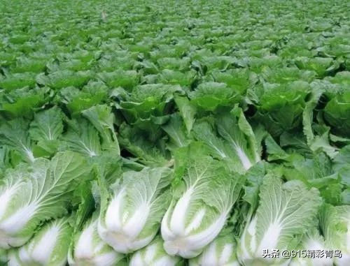 来青岛有啥可以带的特产,青岛特产在哪买正宗实惠