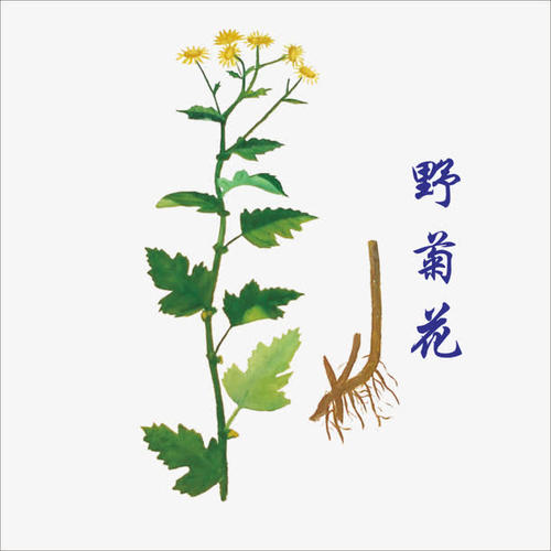 中药野菊花是热性还是寒性,野菊花清热解毒