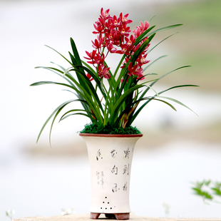 兰花香最迷人,香味最浓的兰花