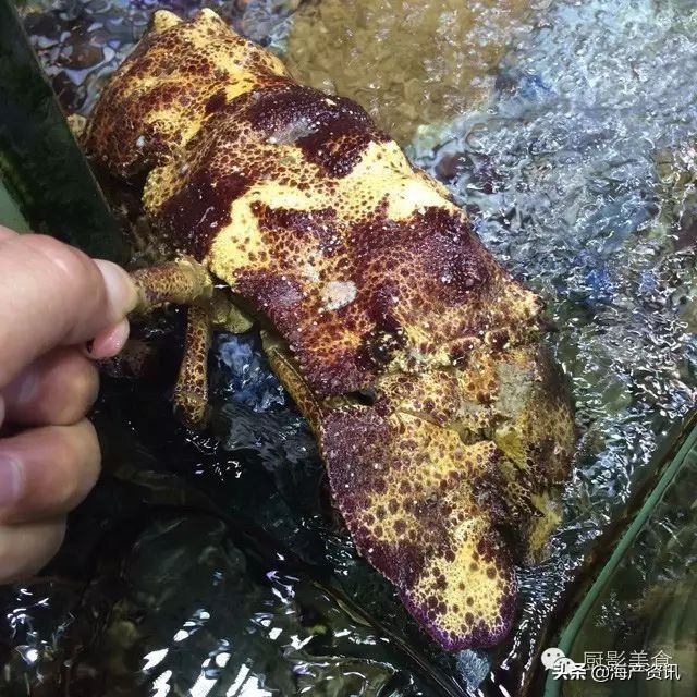 这些诱人的美食你吃过吗,世界上顶级海鲜大全你吃过几种