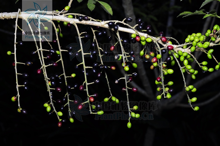 老鸦胆草药的功效,老鸦胆根的功效与作用