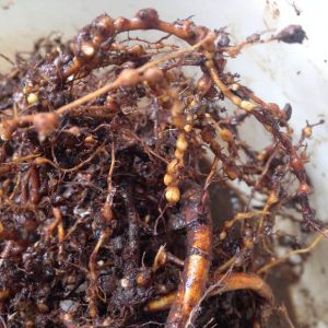 无花果常见病虫害防治措施,无花果的病虫害防治视频