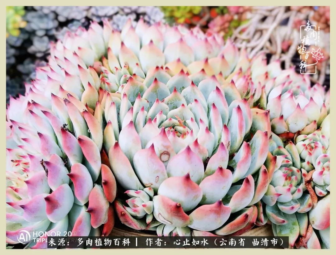 感谢陪伴感恩所有的遇见,让每个人都能感受到多肉的美好