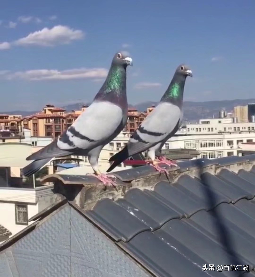 赛鸽公棚赛事的感言,信鸽配对的感言