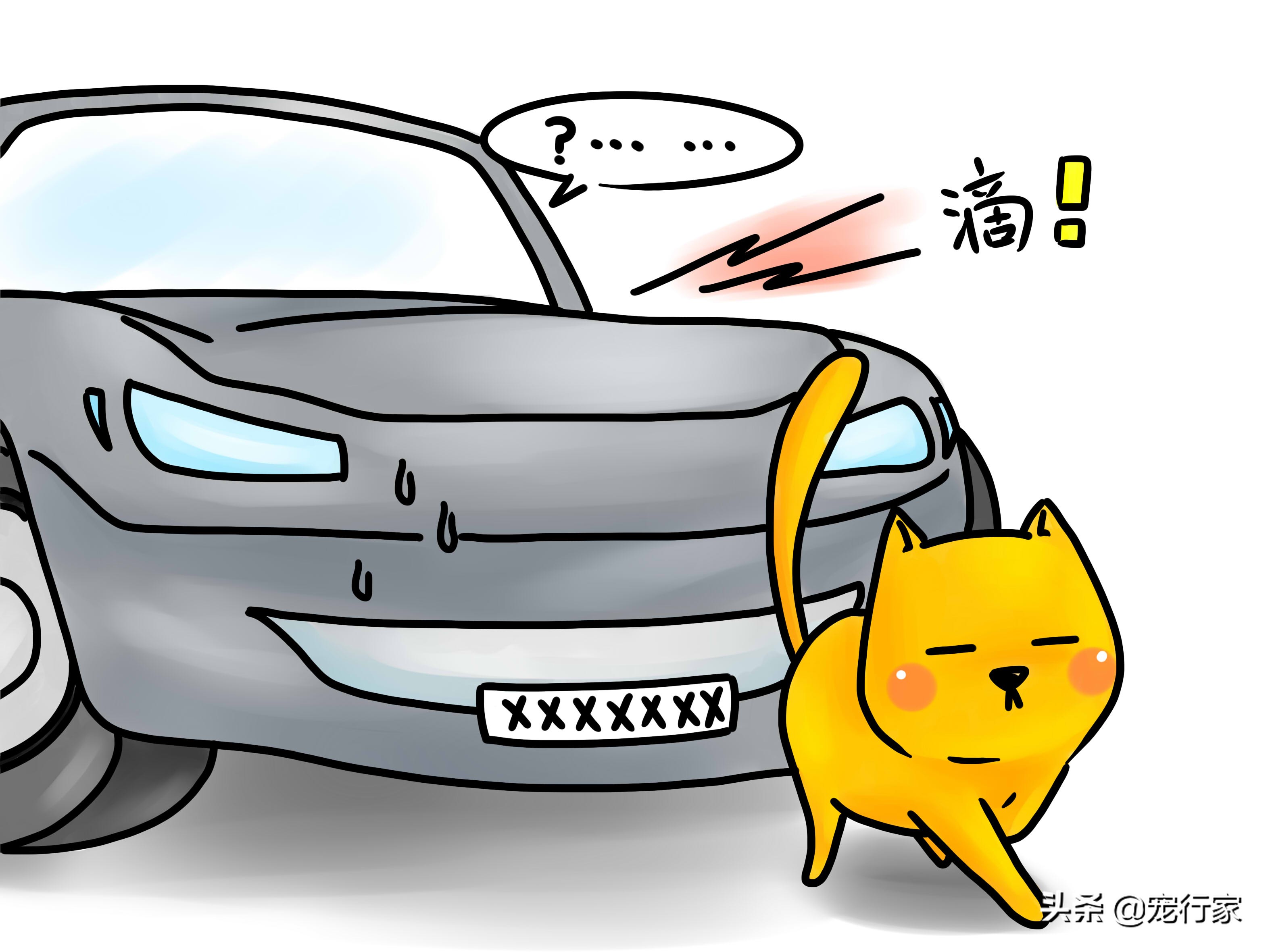 先天性失聪的猫咪能和猫咪交流吗,如何养一只耳聋的猫